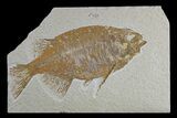 Bargain, Fossil Fish (Phareodus) - Uncommon Species #165846-1